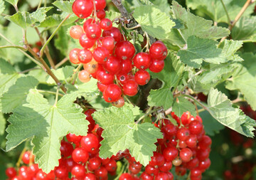 Heimisches Beerenobst enthlt so viele wertgebende Inhaltsstoffe wie manch angepriesene Importware. 