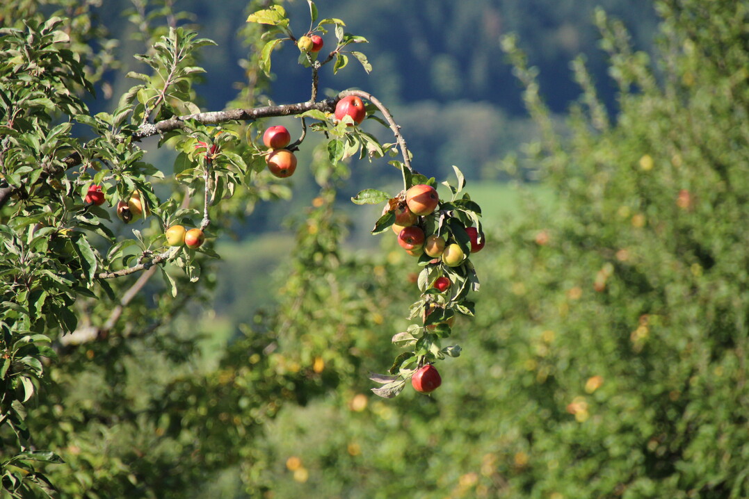  In �pfeln, Wein, N�ssen und Gem�se wird am meisten Kupfer gespritzt. 