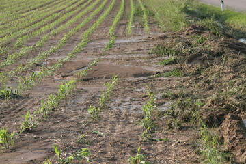 Maisfeld nach Starkregen