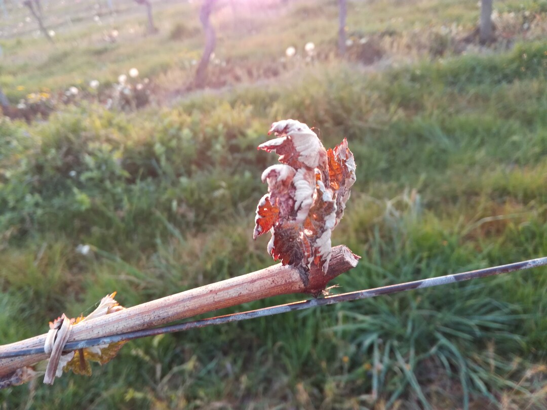 Spätfrost im April sorgte für zum Teil heftige Ertragsausfälle im Weinbau.