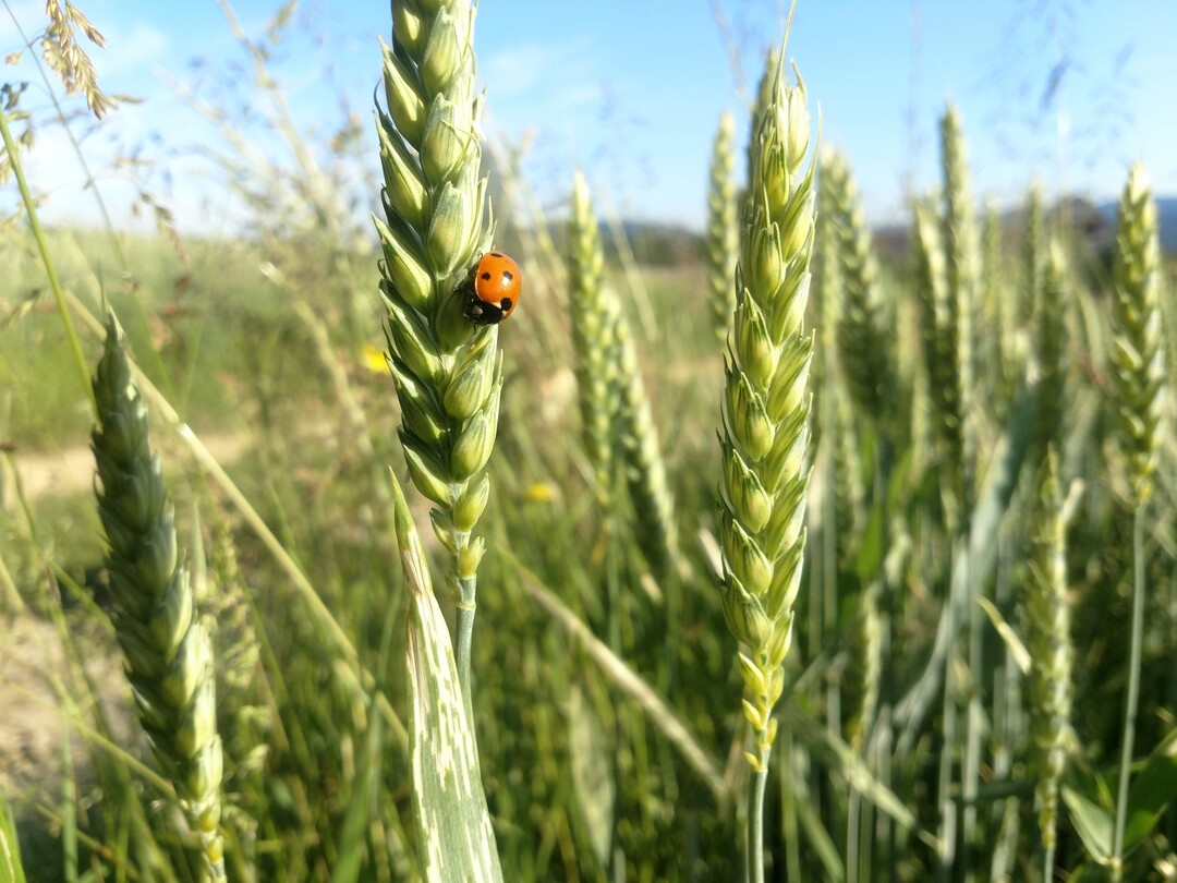 Das Schonen von Gegenspielern wie Marienkfern, Schwebfliegen, Florfliegen oder Spinnen trgt zur Stabilitt eines Bestandes gegenber Schadinsekten bei.