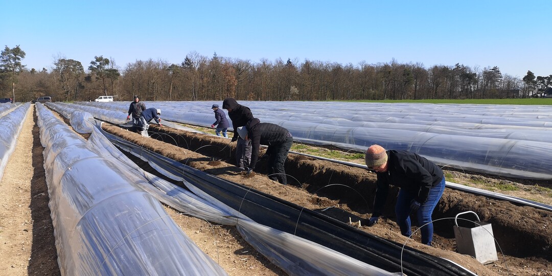 Die Spargelsaison hat auf dem Betrieb Großhans in Hockenheim begonnen.