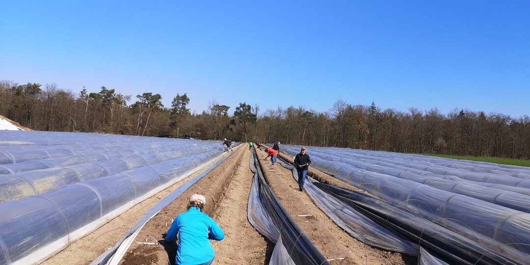 Helfer bei der Arbeit auf dem Betrieb Großhans.