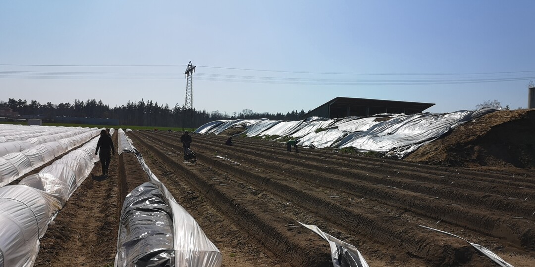 Die Ernte ist angelaufen beim Betrieb Großhans in Hockenheim.