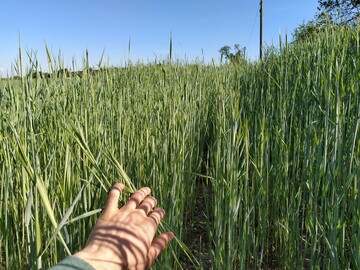 Roggenbestand Ende April 2020.