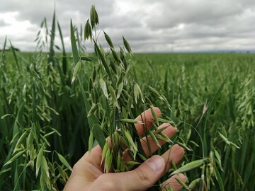 Im Fall von Hafer, welcher im Gegensatz zur Sommergerste den Boden bis 90 cm durchwurzelt, rechnen Sie für die dritte Schicht bitte zusätzlich, wie vergangene Wo-che, 8 kg N je ha an.