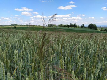 Wer später keine Probleme mit Windhalm im Bestand haben möchte, sollte jetzt genau hinsehen.