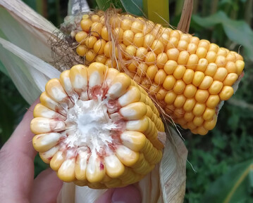 Vielerorts ist der Mais schon erheblich reifer als erwartet. In Teilen Oberschwabens sind die Bestnde noch relativ gut mit Wasser versorgt worden.