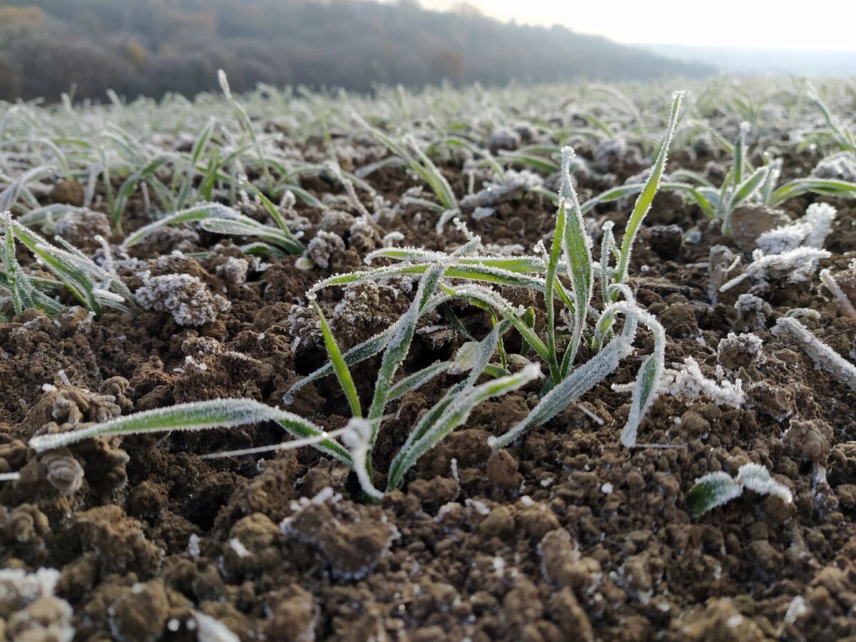 Unkraut- und Ungrasbekämpfung in Wintergetreide