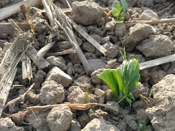 Erbsen kurz nach dem Auflaufen.