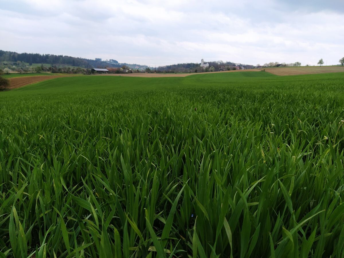 In Weizenbeständen den Blattapparat gesund erhalten