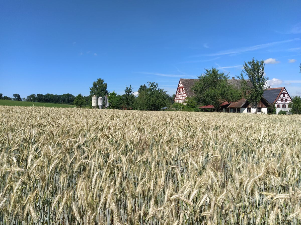 Winterroggen und -triticale im Sortentest