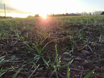 Wer vermutet, dass sein Getreide von Verzwergungsviren befallen ist, kann nun eine Probe einsenden und Gewissheit schaffen.