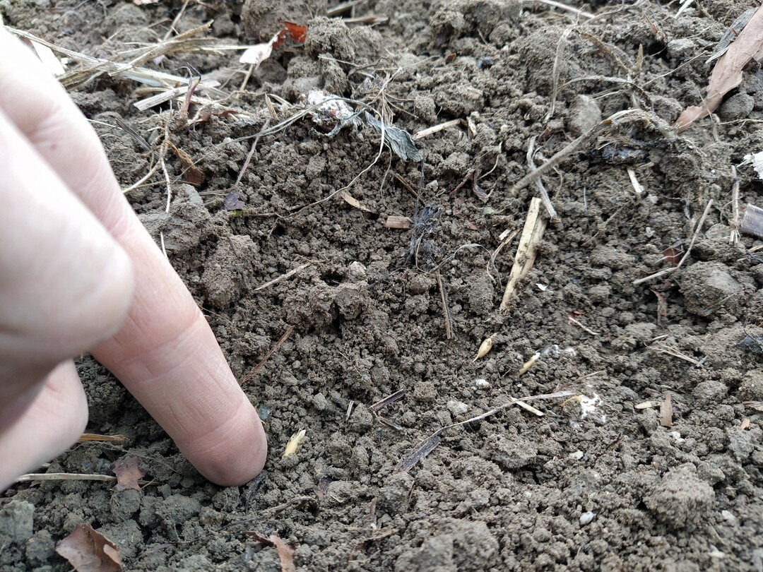 Ein Hafer-Saatkorn aus dem Nachbau im Boden.