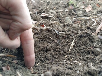 Hier wurde das Sommergetreide gesät. Bald sollte man sich um die Unkrautbekämpfung kümmern.