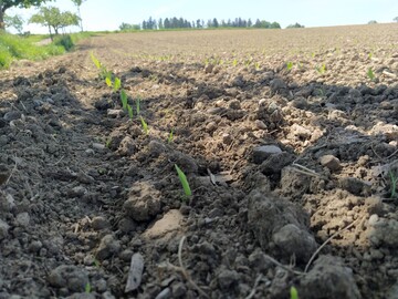 Mancherorts ist der Boden schon bereit fr die Maissaat.