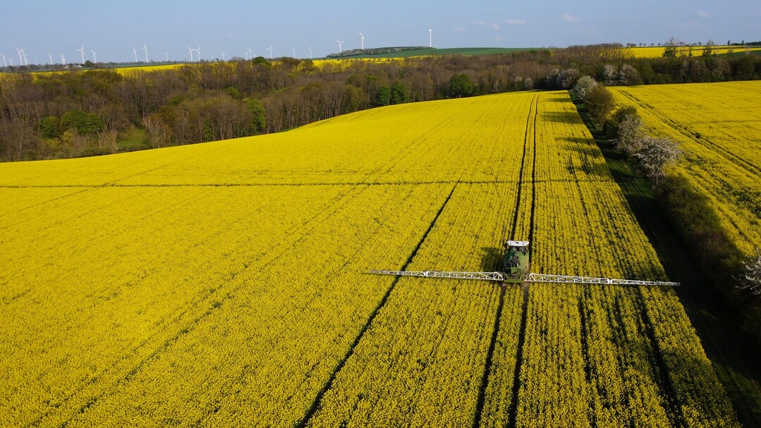 Rapsbehandlung in voller Blüte.