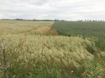 Bei der Landwirtschaftszhlung werden unter anderem der Anbau auf dem Ackerland, die Tierbestnde oder die Eigentums- und Pachtverhltnisse der Betriebe abgefragt. 