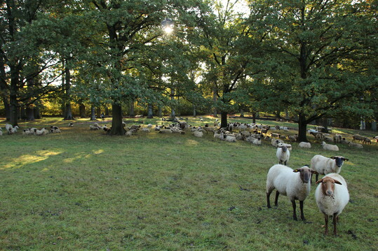 Hutew�lder sind historische Zeugen der Waldweidenutzung.