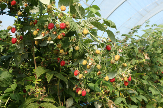 Zur Bekjmpfung der Kirschessigfliege in Himbeeren und Johannisbeeren wurde die Notzulassung von Karate Zeon ergnzt. 