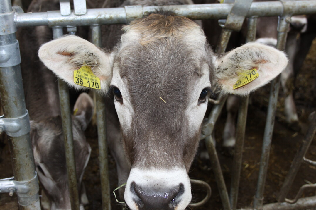 Meldung bis 14. Januar 2023: Tierhalter, die dem Antibiotikaminimierungskonzept unterliegen, mssen Mitteilungen ber ihre Tierhaltung und ihren -bestand machen.
