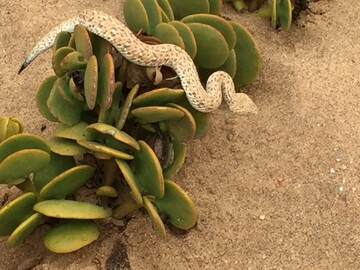 Sandviper