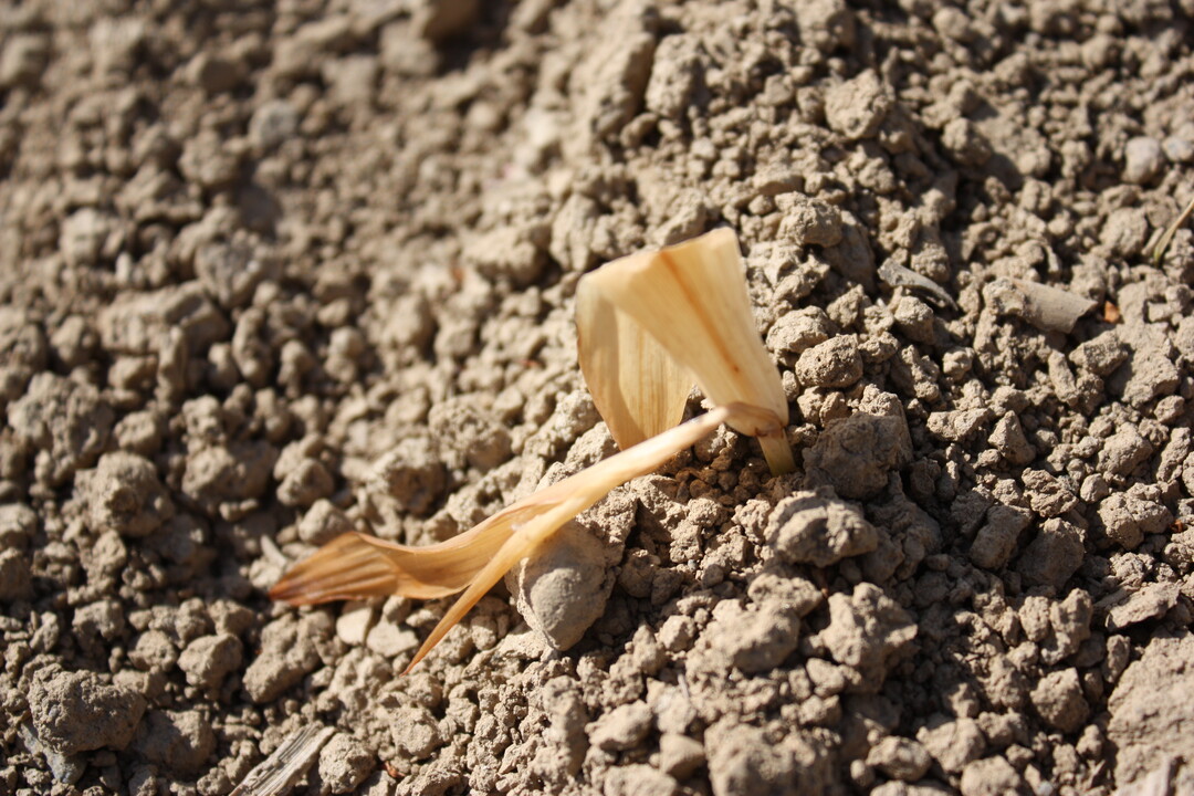 Mais mit Frostschaden