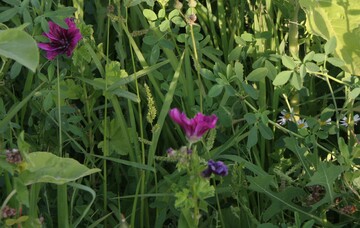 Biodiversitt fr Biogasanlagen: Malven sind ein wichtiger Bestandteil der Mischungen.