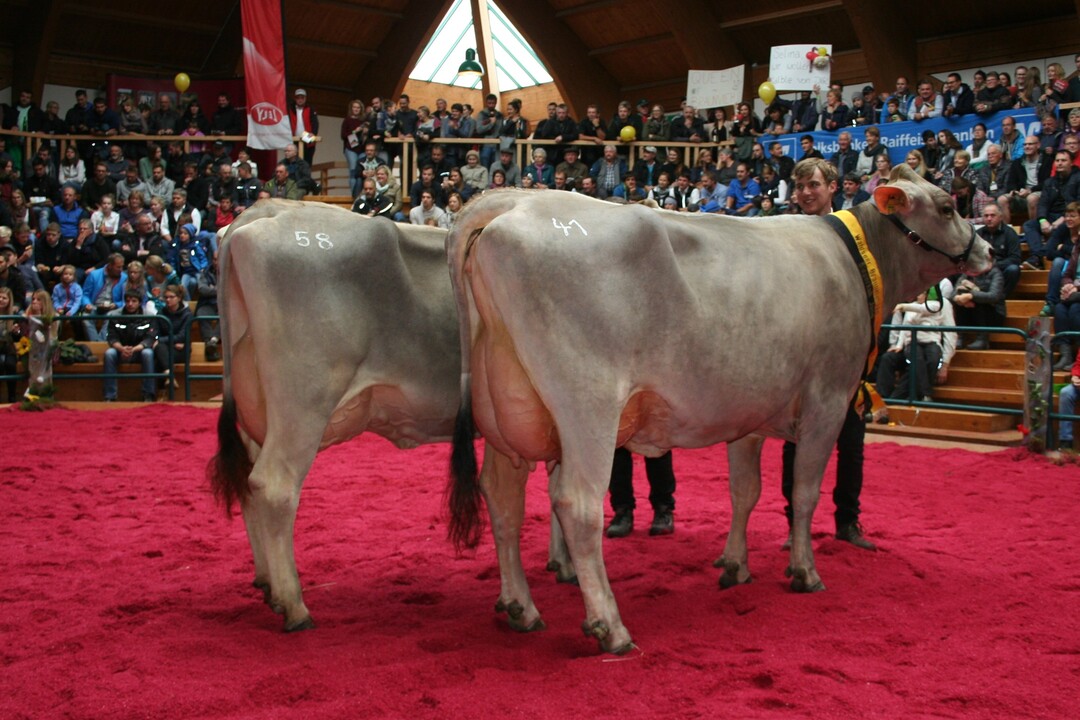 Glenn Ilena (re.), die Halbschwester zu Anibay aus dem Bestand von Friedrich Sauter wurde Siegerkuh jung, Euterchampion und Grand Champion des Waldseer Braunviehtages 2018, hier im Ring bei der Siegerauswahl jung. Reservesiegerin wurdeHariet von Bernhard Fuchs in Eglofs (links im Bild).