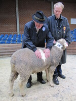 Die Daten aus der Ultraschall-Messung der Muskeldicke und Fettauflage fließen in die neuen Zuchtwerte mit ein