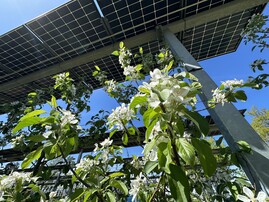 Agri-PV-Anlage in Baden-Wrttemberg