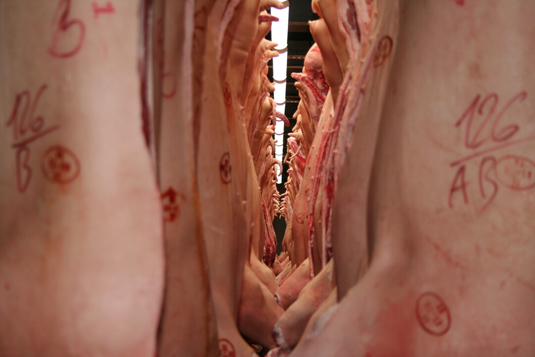 Russland lässt kein europäisches Schweinefleisch ins Land