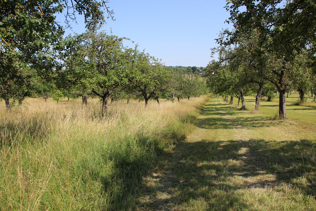 Auch das ist Agroforstwirtschaft: Eine Streuobstwiese, deren Grasaufwuchs zur Futtergewinnung genutzt wird.