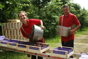 Trotz versptetem Frhjahr rechnen die Kirschenproduzenten mit einer Normalernte. 