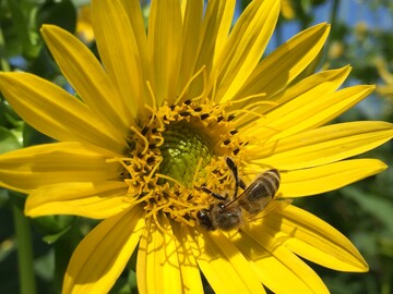 Biene auf Silphie