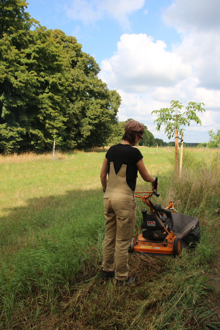 Der Unterwuchs unter den Waln�ssen l�sst eine Doppelnutzung als Wiese oder Weide zu.  