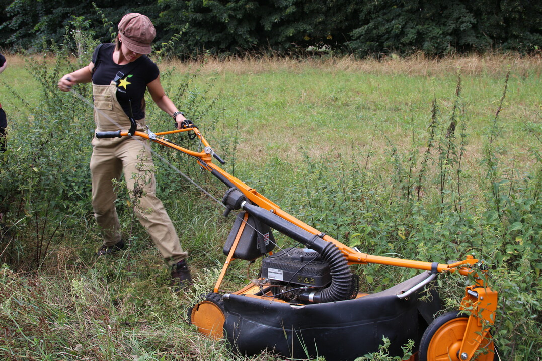 Inzwischen muss Vivian nicht mehr m�hen. Die Plantage wird von Schafen beweidet.