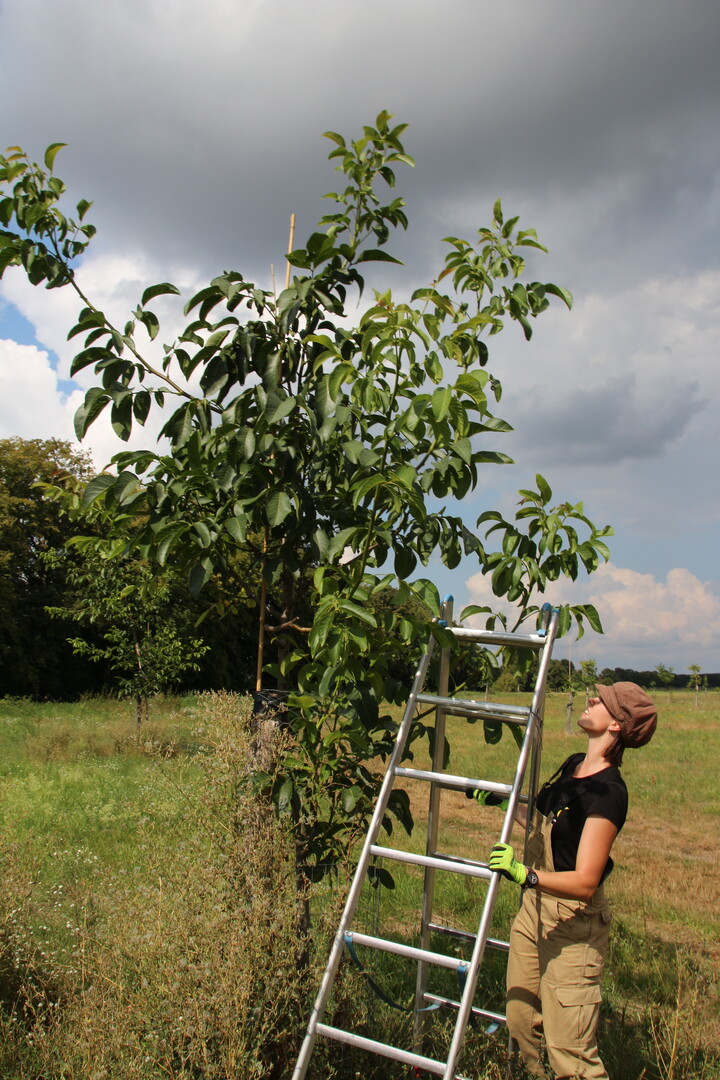 Vivian erzieht die jungen Walnussb�ume auf&nbsp;2,20 Meter Stammh�he.