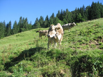 Grasende Tiere nehmen die Wurmeier und -larven ber das Maul auf, scheiden nach etwa vier Wochen die Eier wieder aus, die andere Rinder erneut aufnehmen  der Infektionskreislauf schliet sich. 