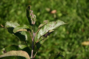 Sptschorf an Langtrieben: Die nasse Witterung in deisem Jahr hat die Befallsgefahr erhht. 