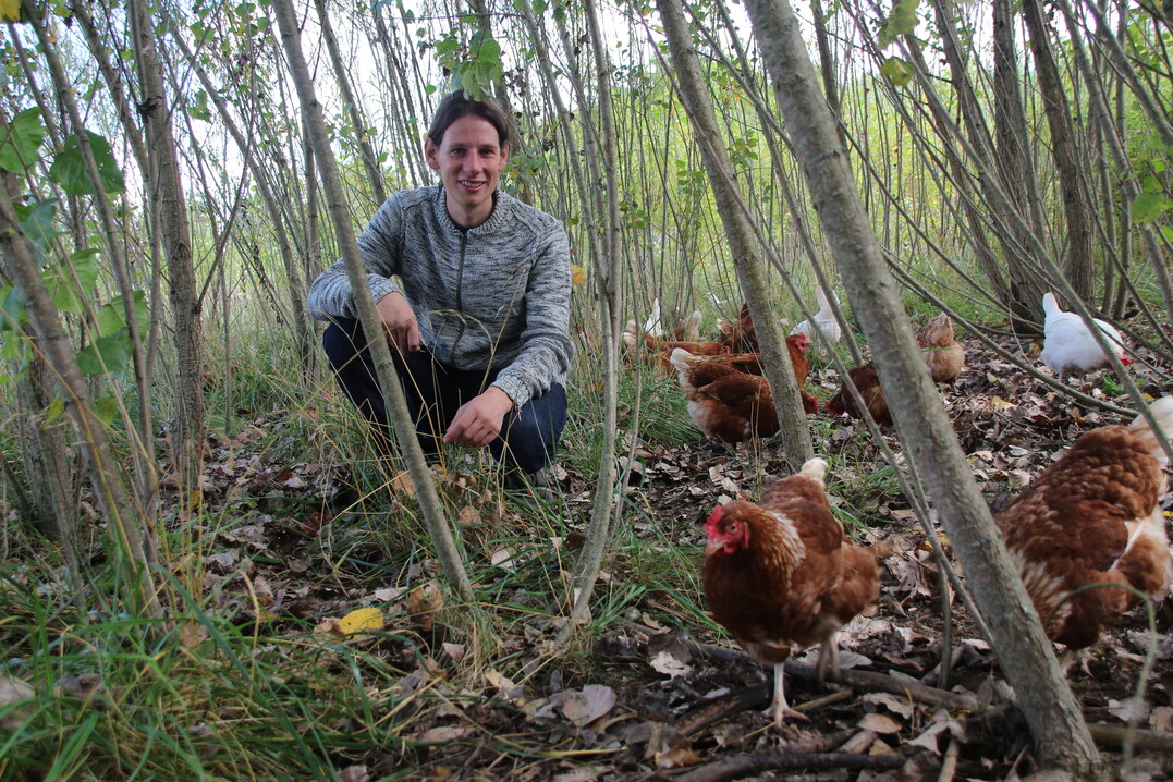 Philipp Wrner kann sich die Hhnerhaltung nicht mehr ohne Agroforst vorstellen.
