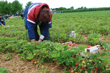 Erntehelferin auf einem Erdbeerfeld. 