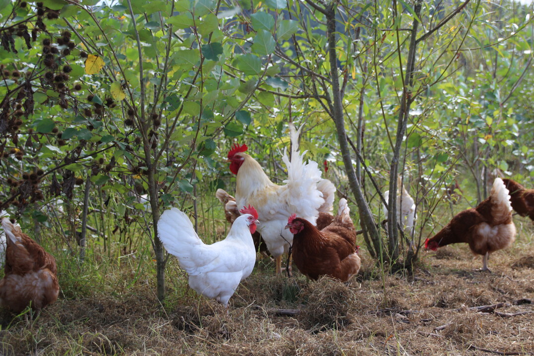 Bislang regelt die neue GAPDZV nur, dass Agroforstsysteme auf Ackerland, in Dauerkulturen oder auf Dauergrnland als landwirtschaftliche Flche gelten. Unklar bleibt, was beispielsweise fr die Legehennenhaltung in Agroforstsystemen gilt.