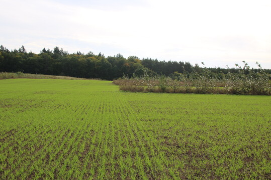Baumreihen  haben auch viele positive Effekte auf die Kulturpflanze.