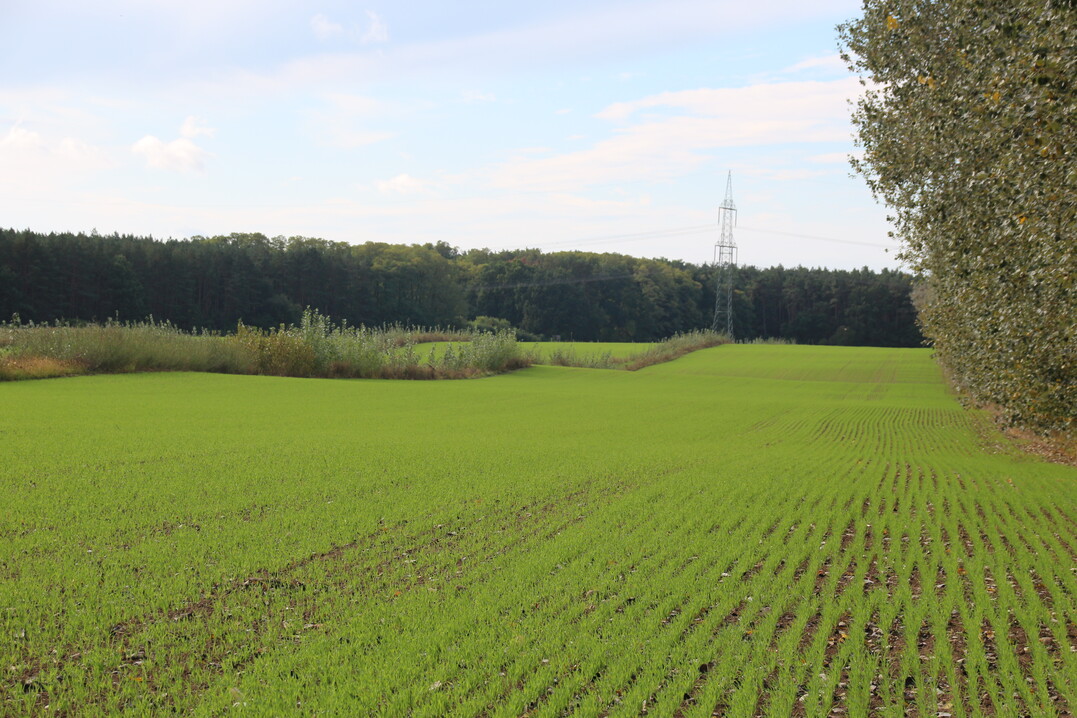 Ein vergleichsweise simples System: Agroforststreifen, die einen 30 ha gro�en Acker vor Wind sch�tzen sollen.