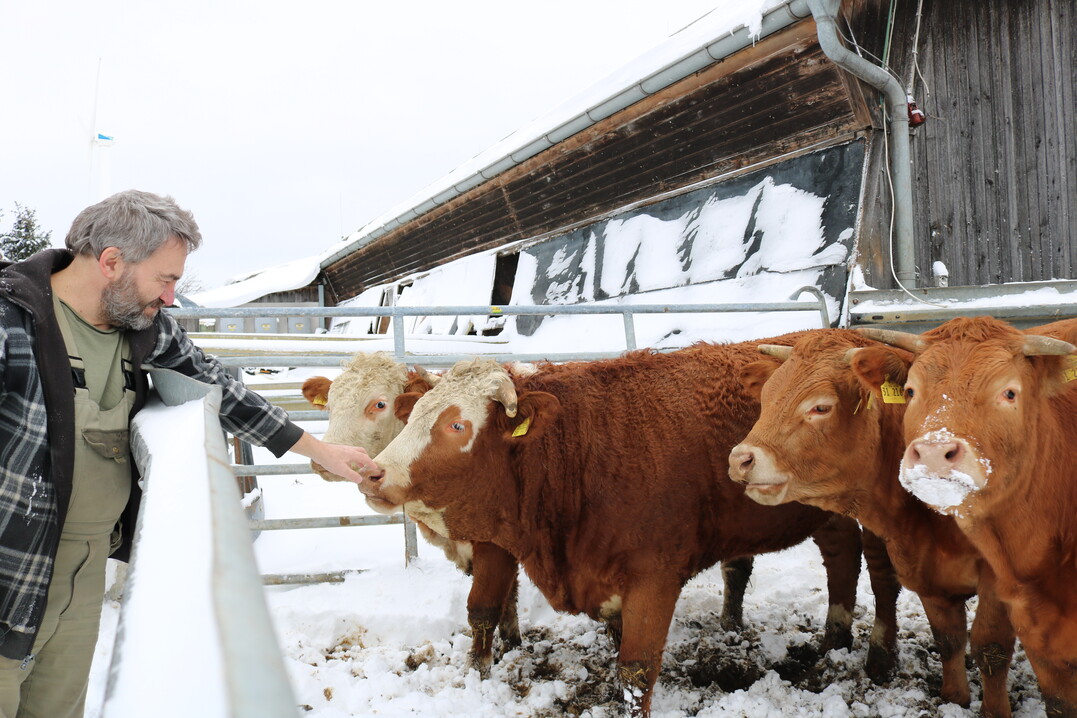 Der Mist aus der ganzjährigen Stallhaltung der Mastfärsen macht einen großen Anteil des Substrates aus.