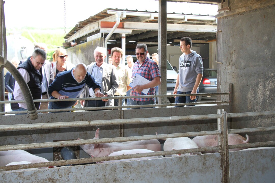 Die Mastscheinehaltung bleibt vorerst konventionell. Trotz hohem Tierkomfort und Tierwohl ist der Umbau auf koschweinehaltung nicht rentabel.