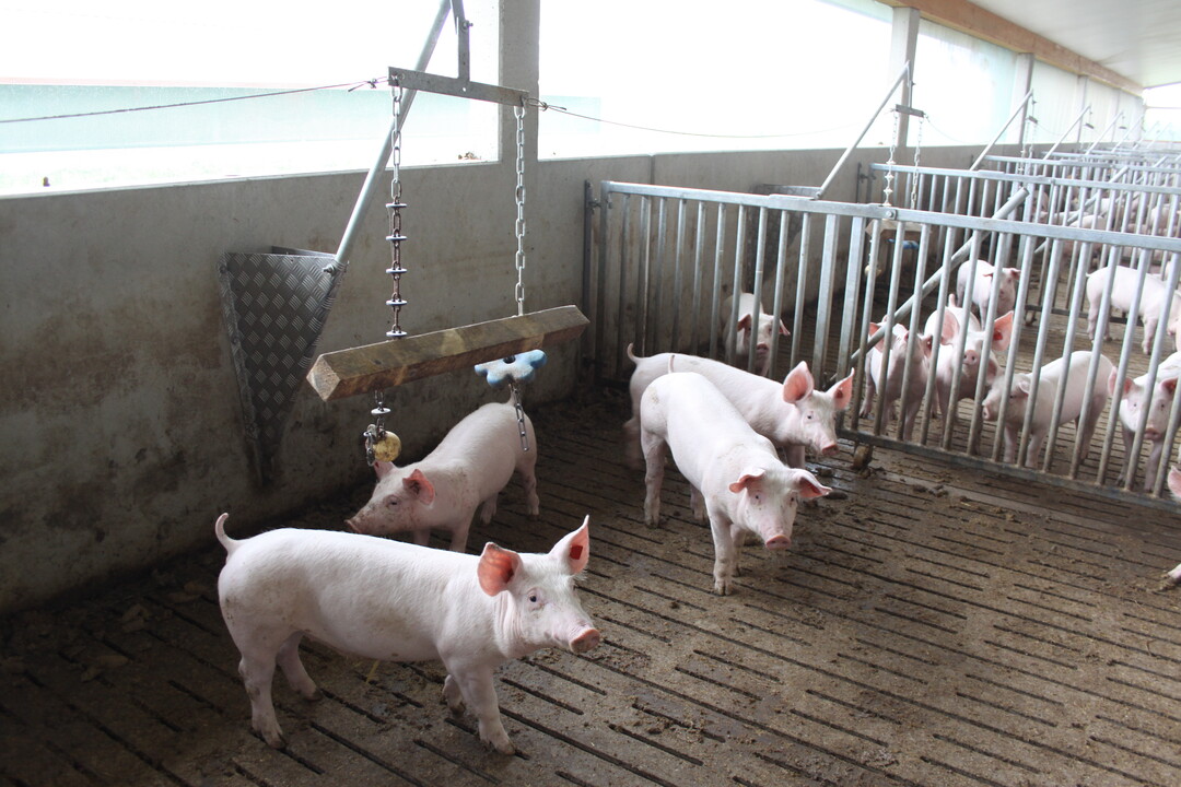 Die jeweils letzte Auenwand der berdachten Auslufe entlang den beiden Stallgebuden besteht aus einem Windschutznetz. Dadurch sind die Schweine vor Zugluft geschtzt und kommen trotzdem mit dem Auenklima in Kontakt. Die Bden sind perforiert, der Bereich darunter komplett unterkellert. Die Glle wird mit Schrappern aus dem Stall gezogen. In den Auslaufbuchten haben die Landwirte Spielzeug zur Beschftigung aufgehngt.