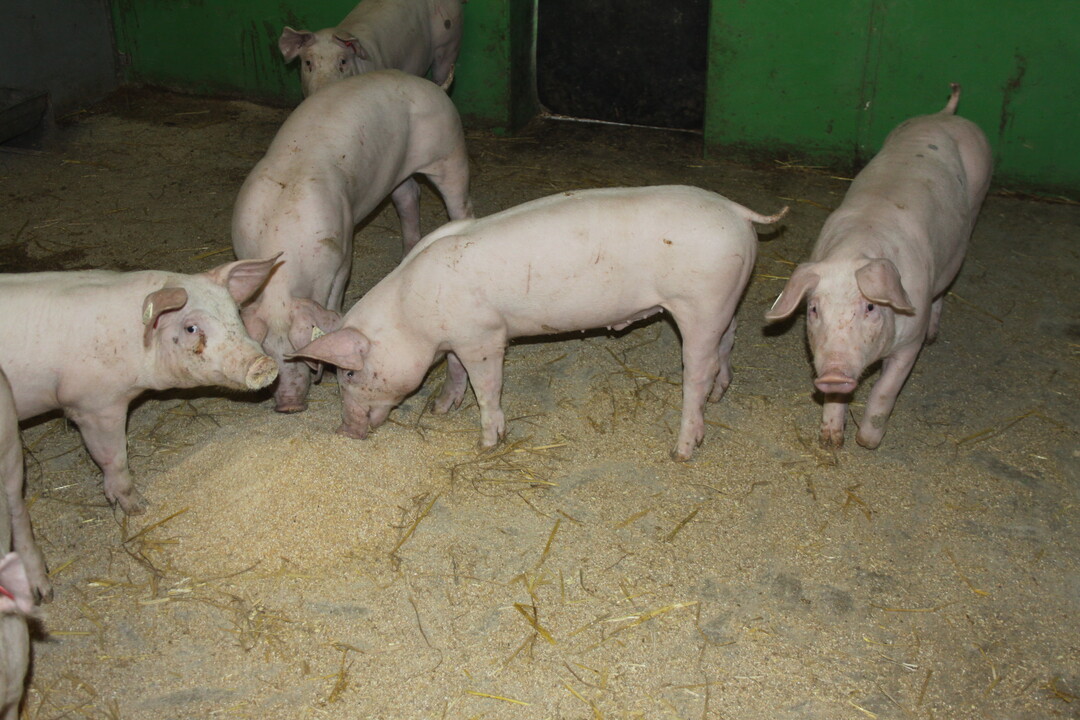 Die Buchtenflche im Innenbereich ist nicht perforiert, sondern besteht aus einer betonierten Festflche. Hier erhalten die Schweine ihr Futter, Wasser, Raufutter sowie gemahlenes Getreide aus den ber den Abteilen installierten Volumendosierern.