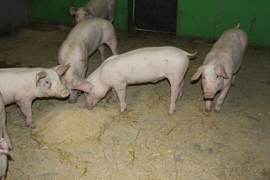 Die Buchtenflche im Innenbereich ist nicht perforiert, sondern besteht aus einer betonierten Festflche. Hier erhalten die Schweine ihr Futter, Wasser, Raufutter sowie gemahlenes Getreide aus den ber den Abteilen installierten Volumendosierern.